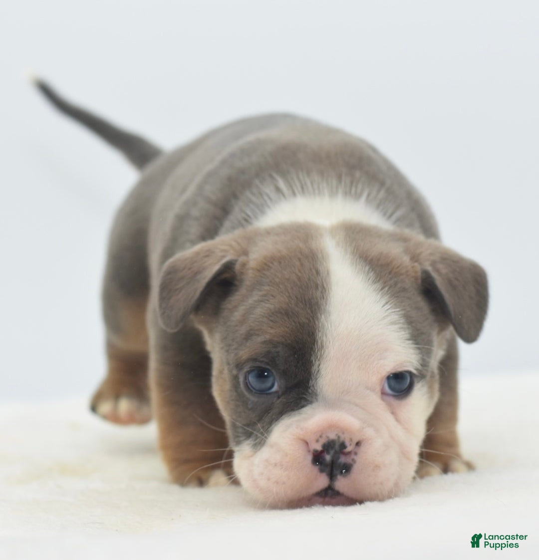 Mixed Breed dogs for sale: Duece mini bulldog  - Ad 20