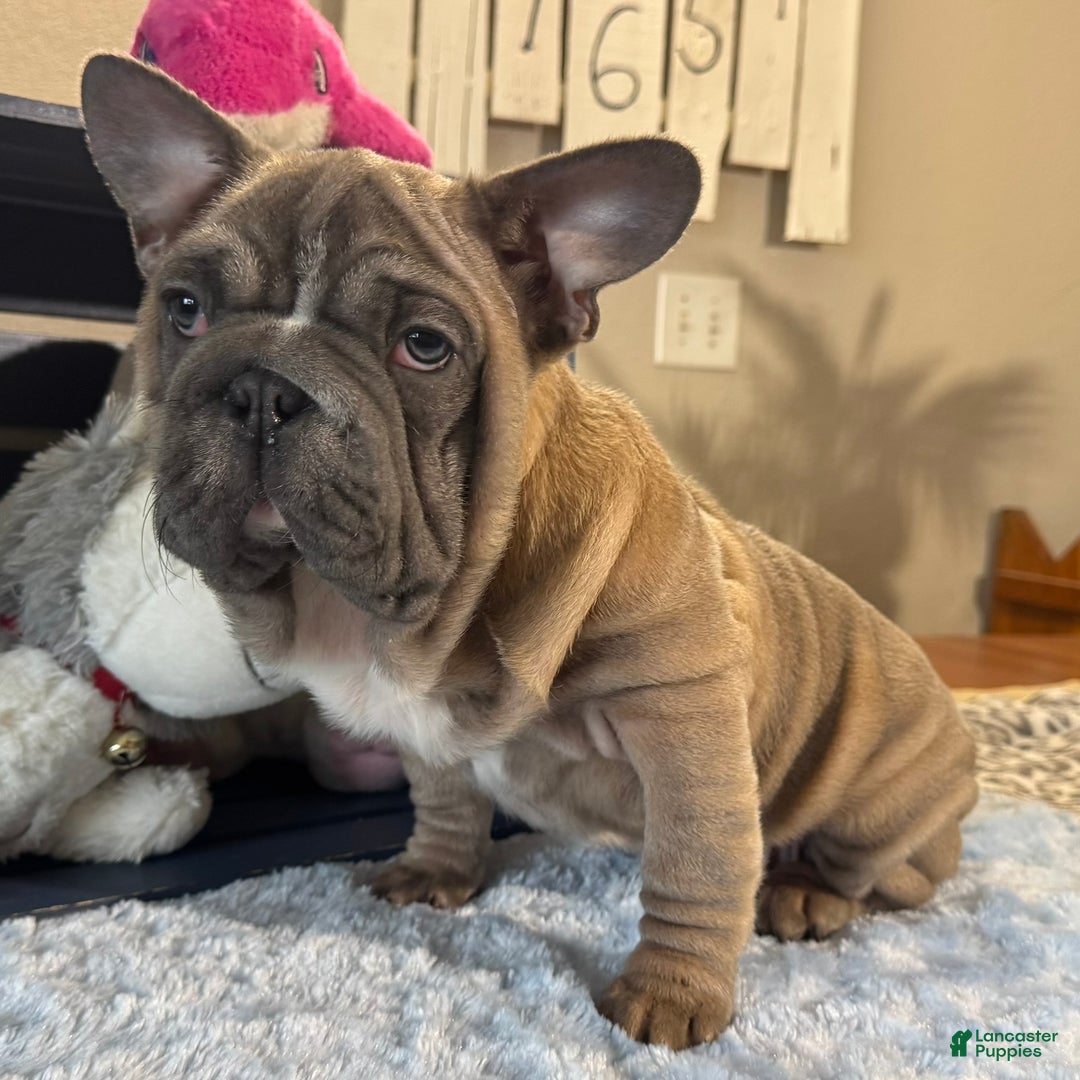 French Bulldog dogs for sale: Alex - Ad 1