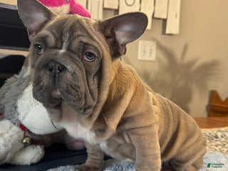 French Bulldog dogs Alex - Ad 8