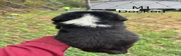 Mixed Breed dogs for sale: Mixed Breed 1 - Ad 3