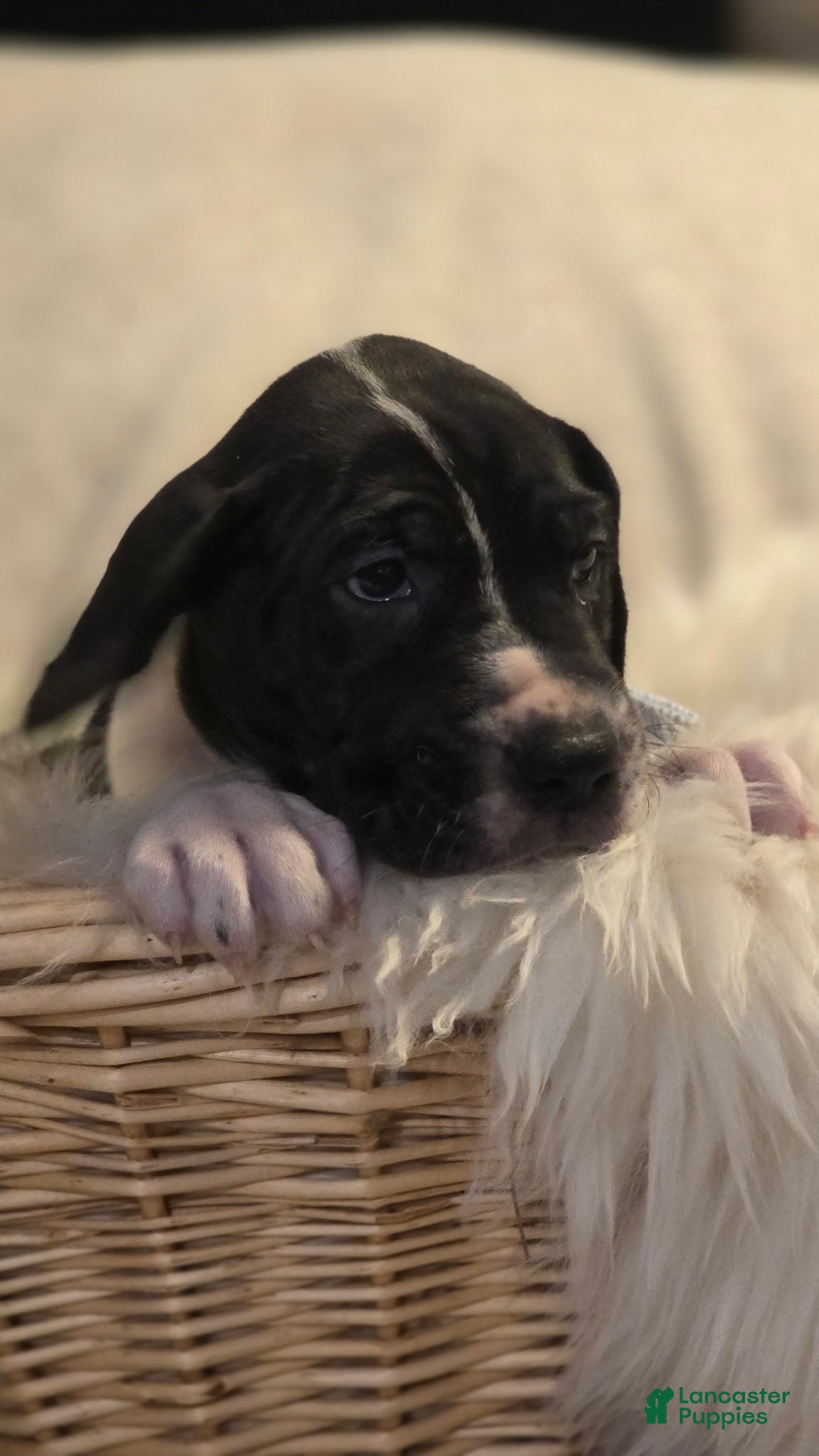 Great Dane dogs for sale: Great Dane 4 - Ad 1