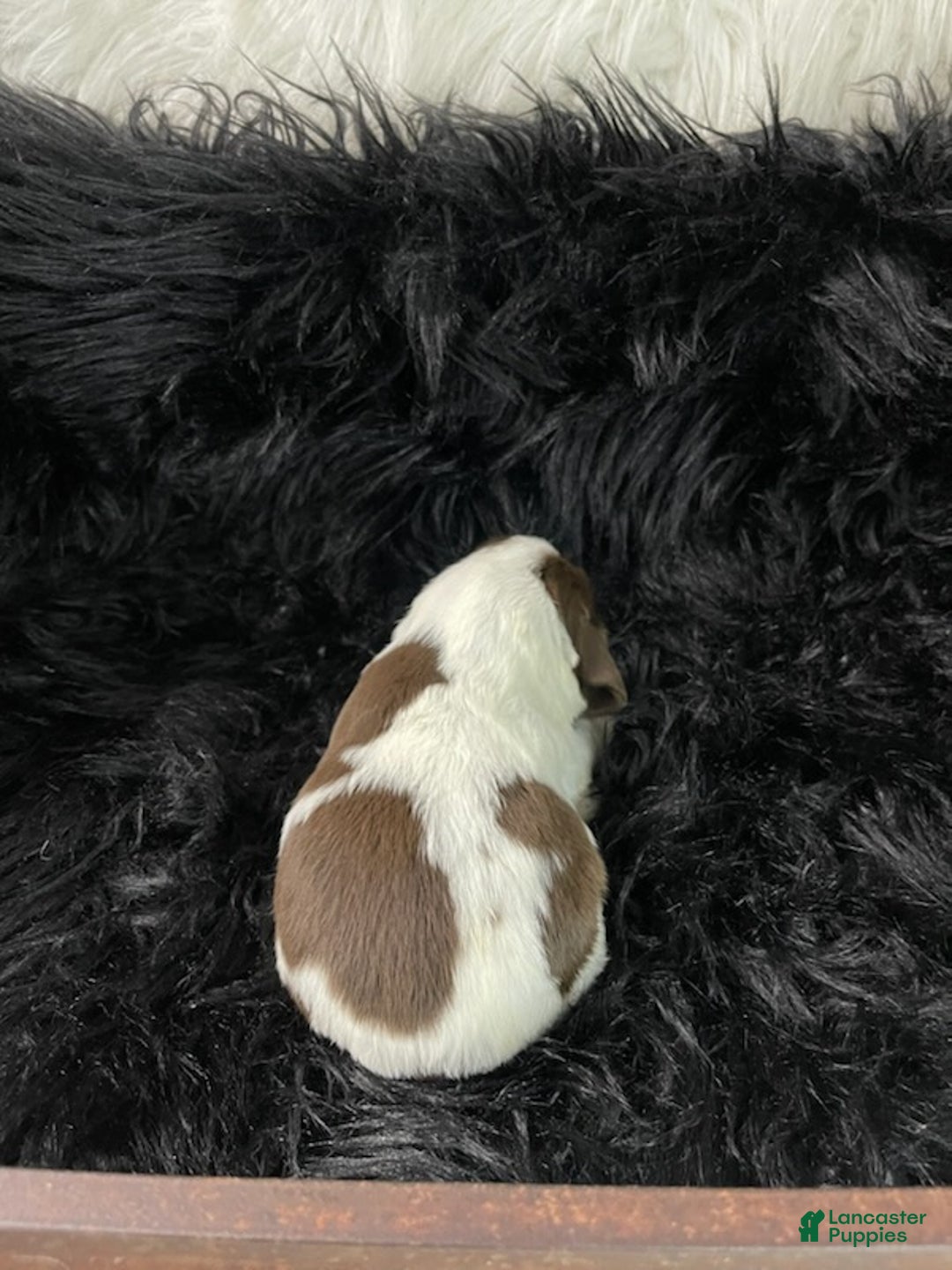 English Springer Spaniel dogs for sale: Junia - Ad 2