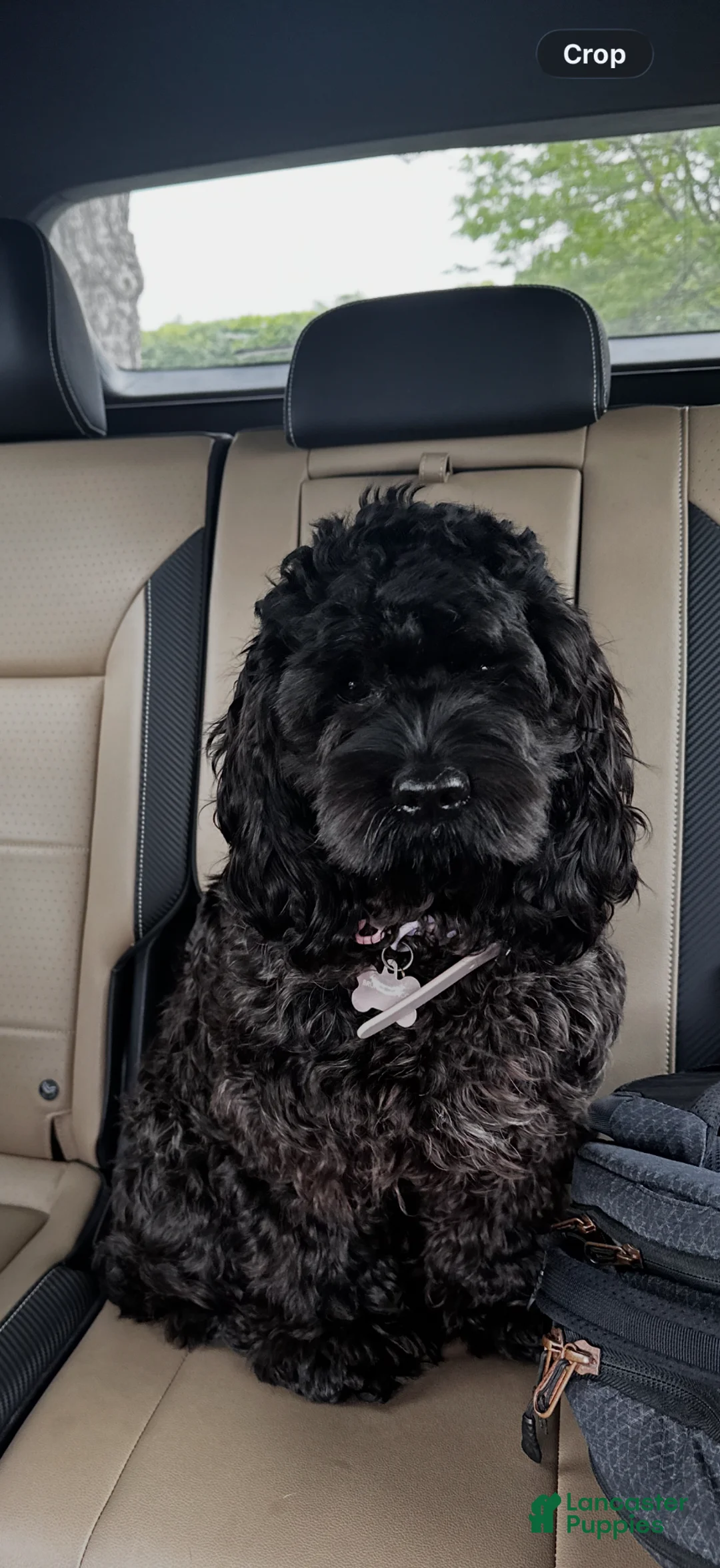 Mixed Breed dogs for sale: Mixed Breed Puppy 4 - Ad 2