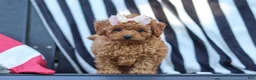 Cavapoo dogs for sale: Emily  - Ad 4