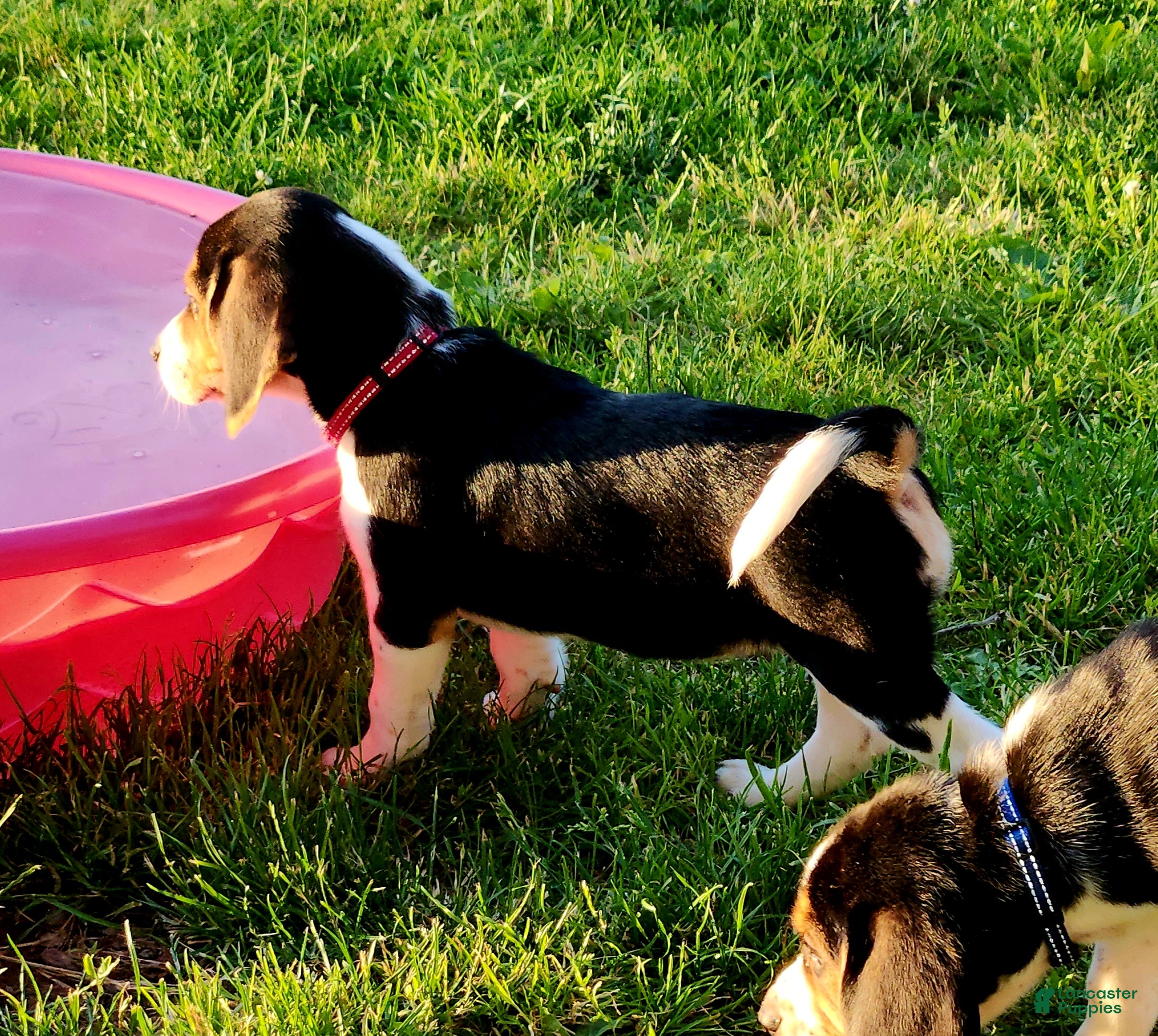 Beagle dogs Rosie - Ad 1