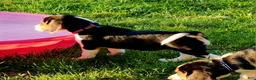 Beagle dogs for sale: Rosie - Ad 1