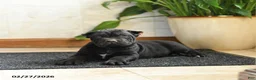 Cane Corso dogs for sale: Yukon - Ad 4