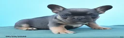 French Bulldog dogs for sale: Dennis - Ad 4