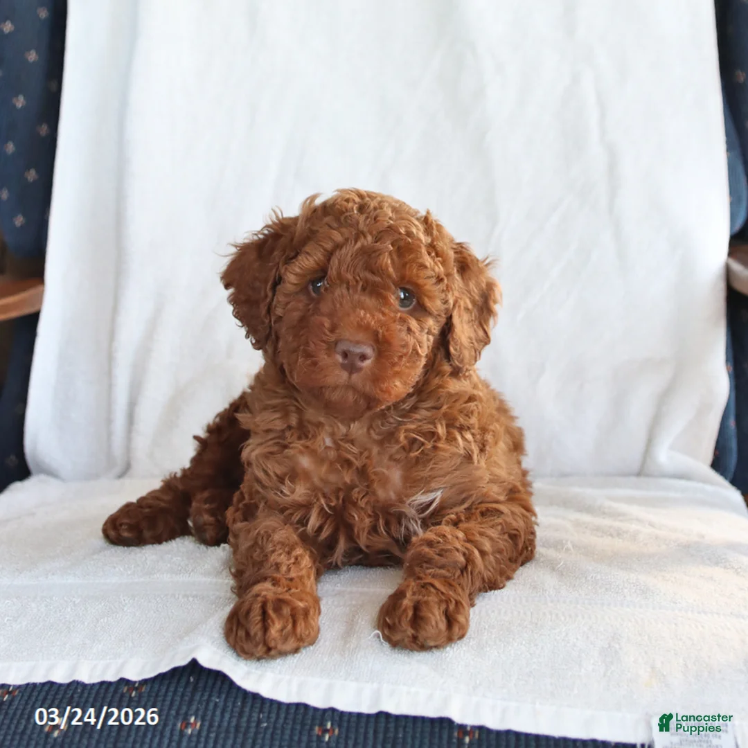 Toy Poodle dogs for sale: Clifford - Ad 1