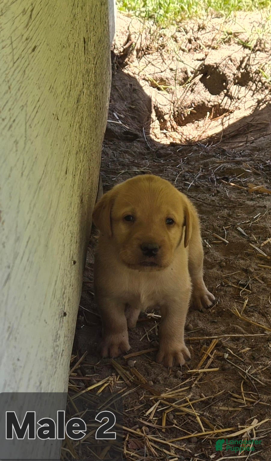 Labrador Retriever dogs Labrador Retriever Male 2 - Ad 41