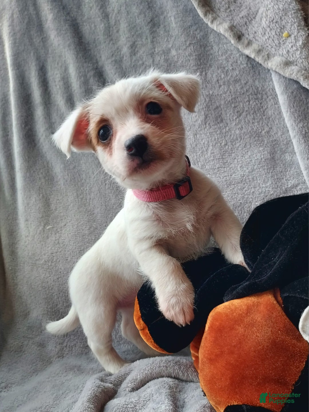 Jackapoo dogs for sale: Fiona - Ad 1