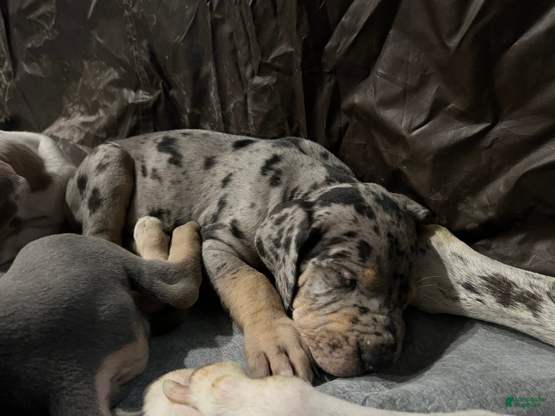 Great Dane dogs for sale: Smarty  - Ad 8