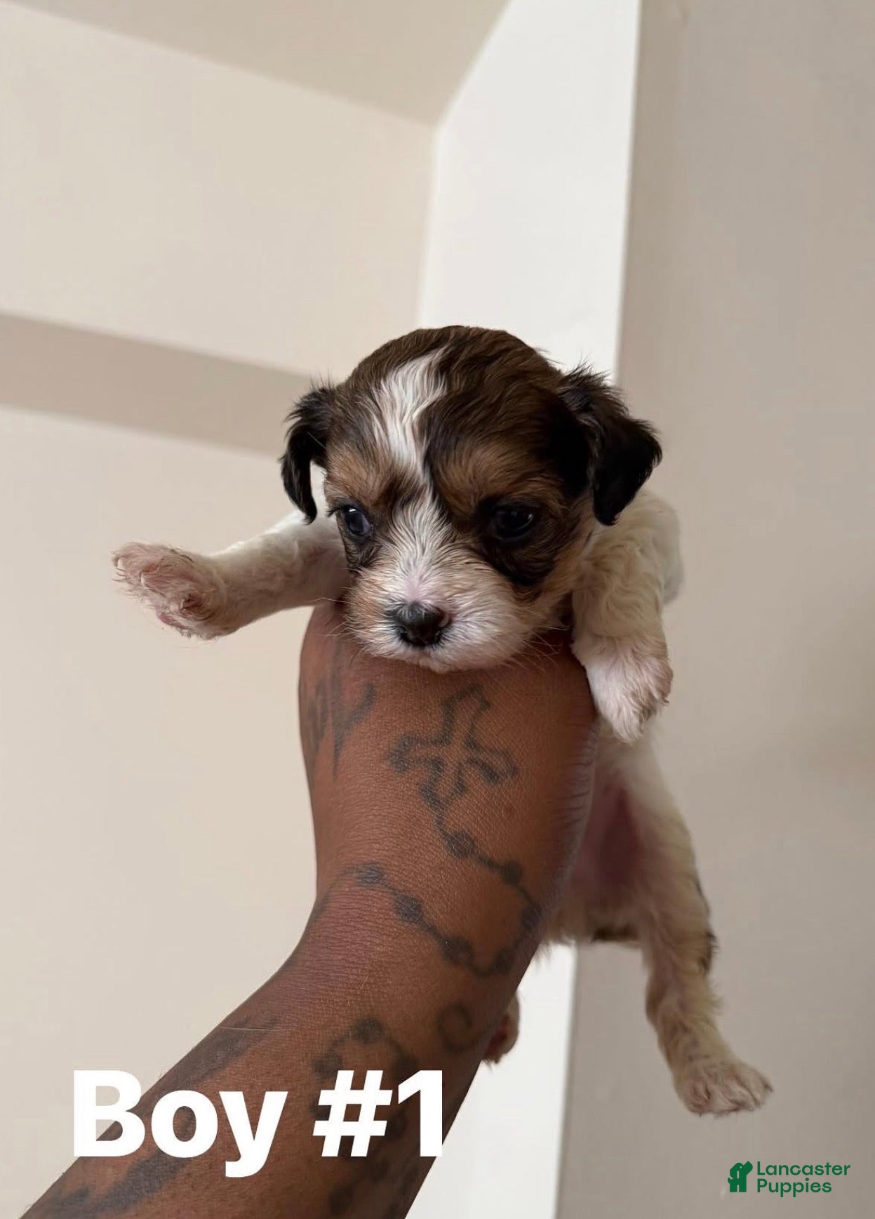 Shihpoo dogs Kewtie #1 - Ad 9