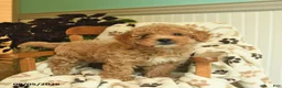 Shihpoo dogs for sale: Marley  - Ad 3