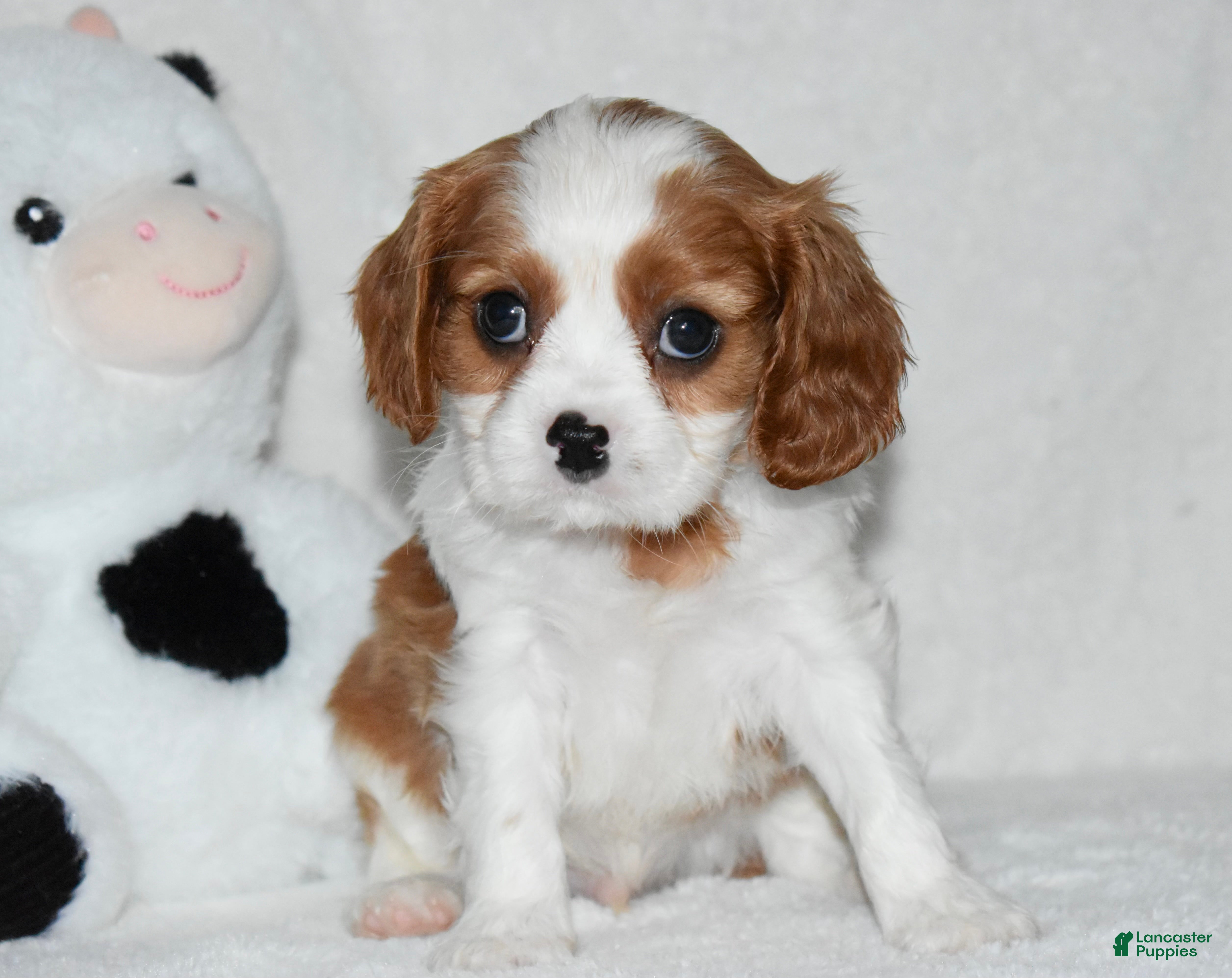 Cavalier King Charles Spaniel dogs Upton  - Ad 23