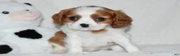 Cavalier King Charles Spaniel dogs for sale: Upton  - Ad 1