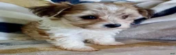 Yochon dogs for sale: Missy - Ad 2