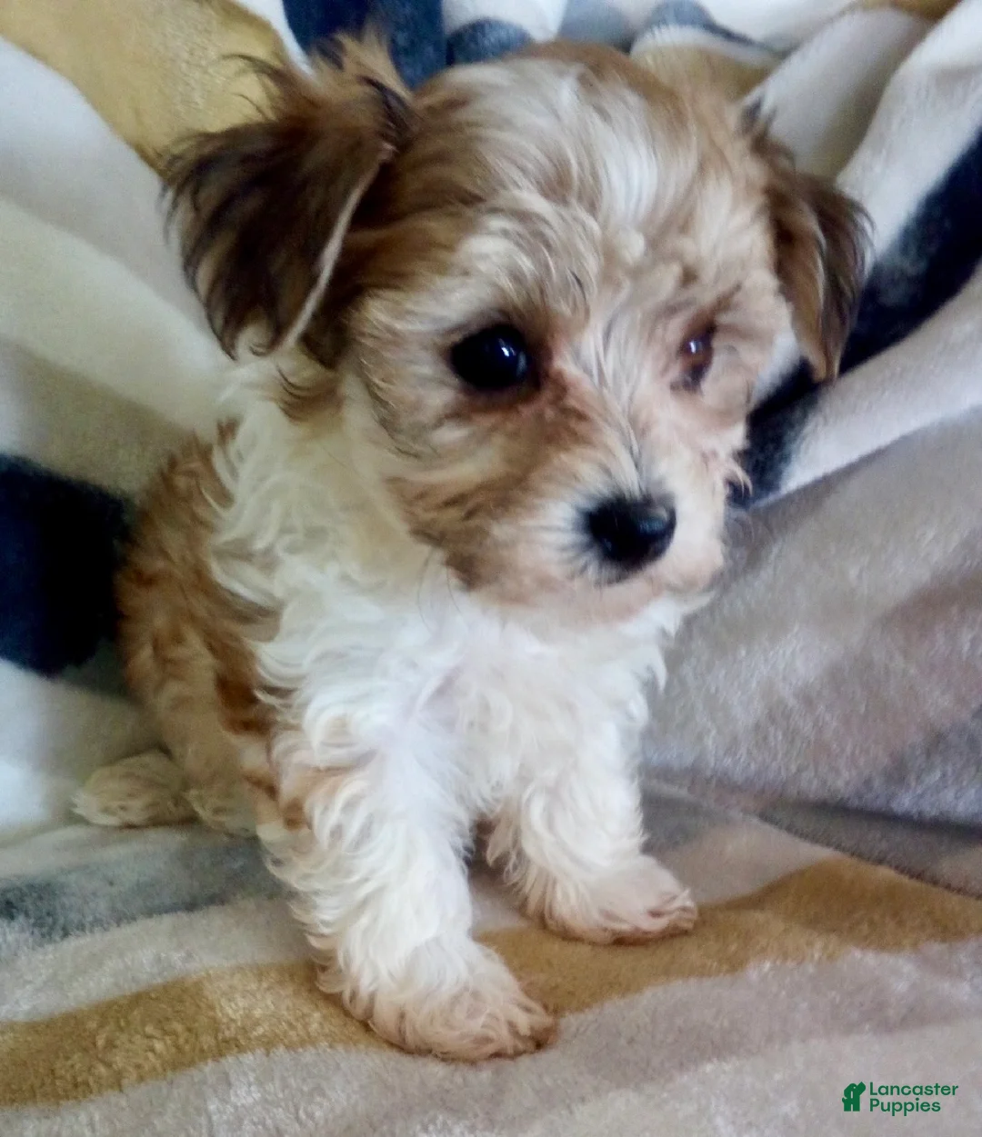 Yochon dogs for sale: Missy - Ad 2