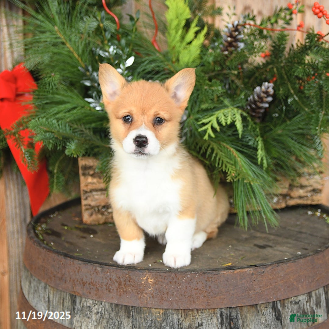 Welsh Corgi Pembroke dogs for sale: Aspen - Ad 3