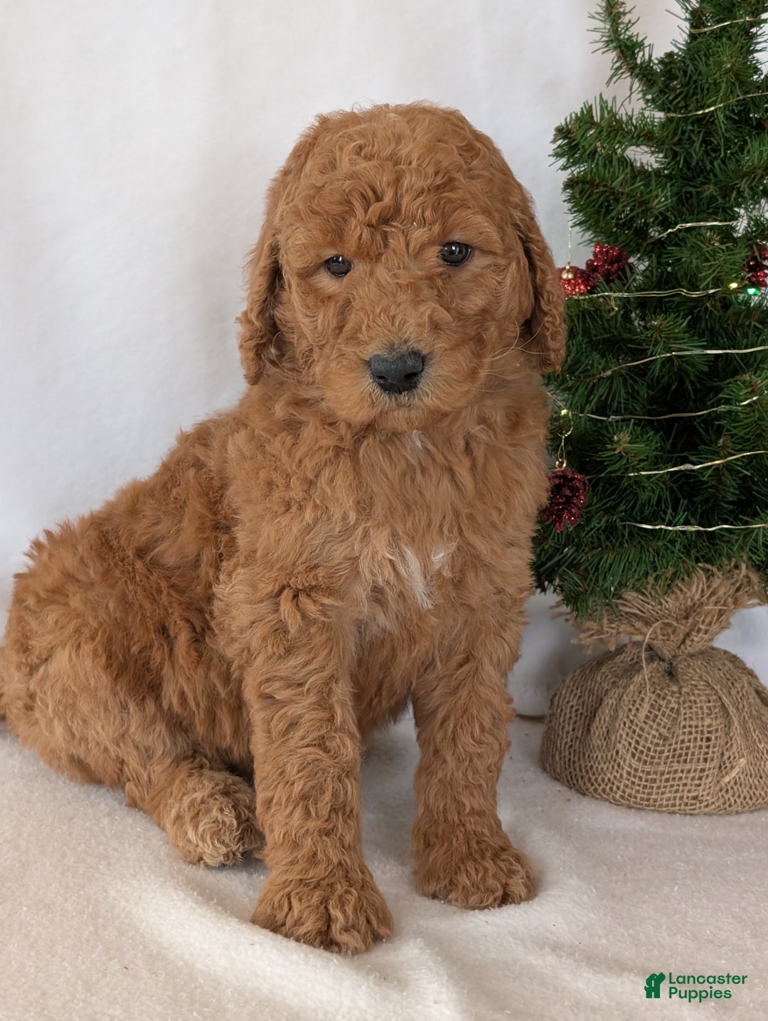 Goldendoodle dogs for sale: Miss Daisy  - Ad 22