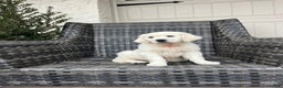 Golden Retriever dogs for sale: Rosie - Ad 1