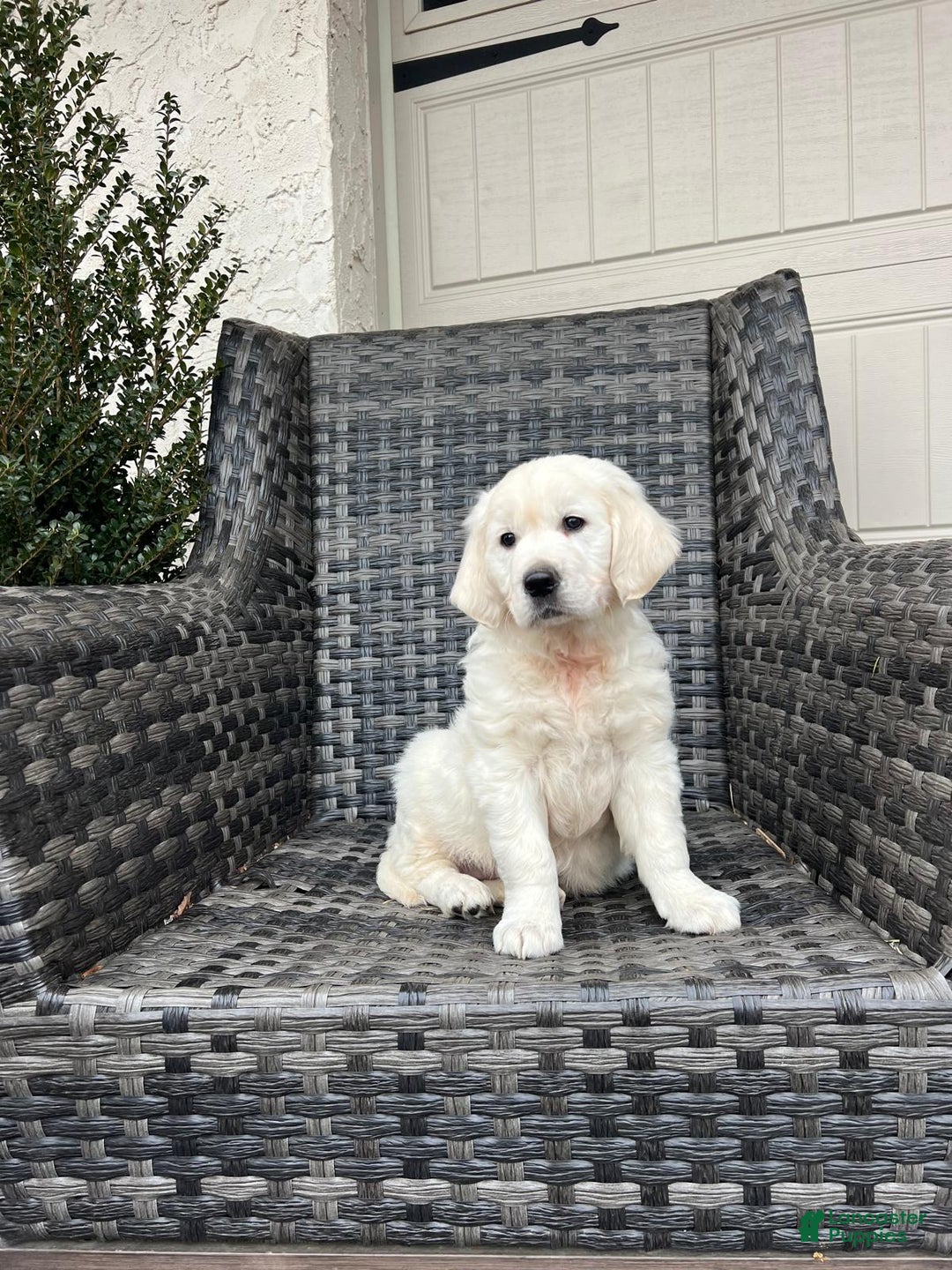 Golden Retriever dogs for sale: Rosie - Ad 1