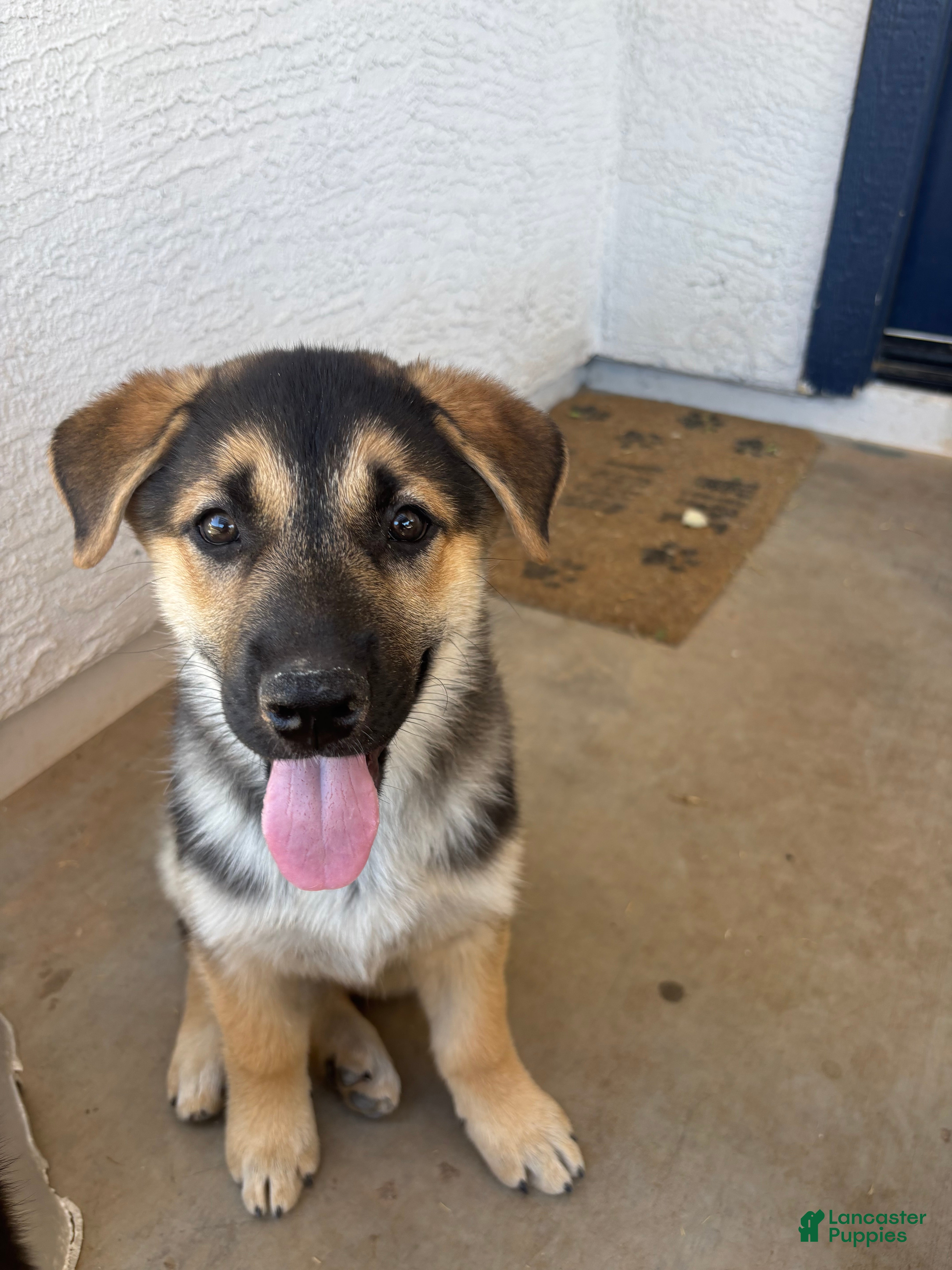 Gerberian Shepsky dogs Ginny - Ad 10