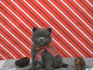 Pomeranian dogs Luci - Ad 25