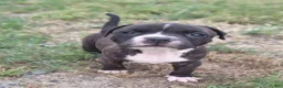 American Pit Bull Terrier dogs for sale: American Pit Bull Terrier 2 - Ad 19
