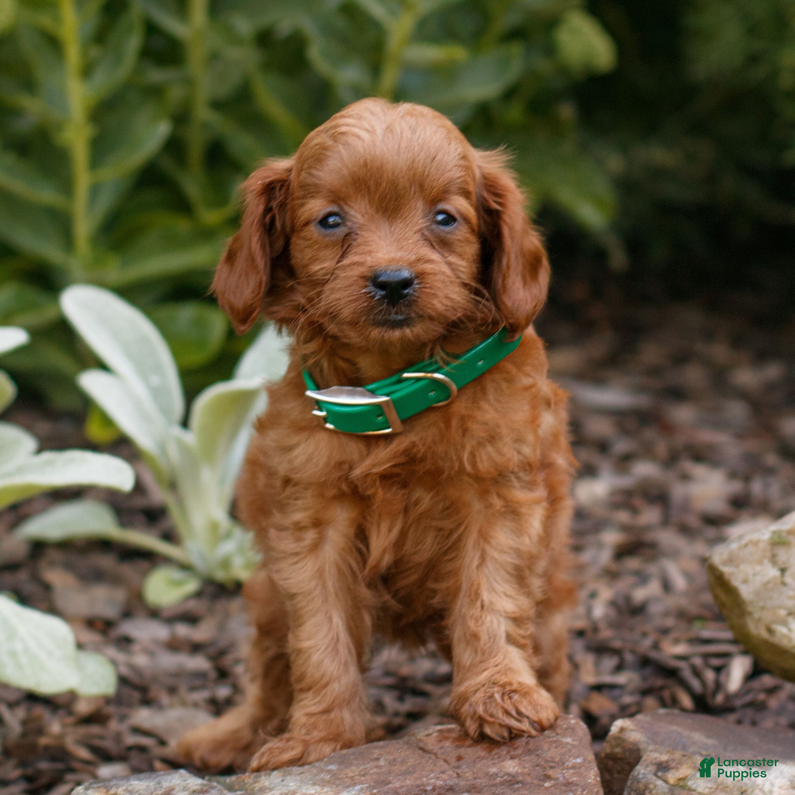 Cavapoo dogs Lana  - Ad 2