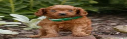 Cavapoo dogs for sale: Lana  - Ad 2