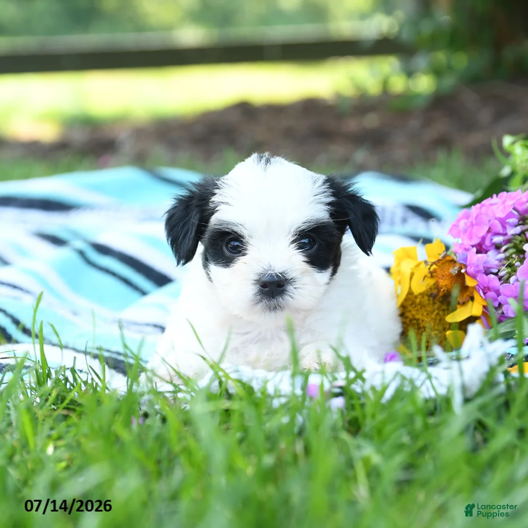Mixed Breed dogs for sale: Minnie - Ad 3