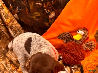 German Shorthaired Pointer dogs - Ad 1