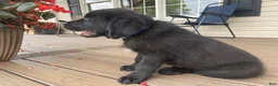 Mixed Breed dogs for sale: Midnight  - Ad 3