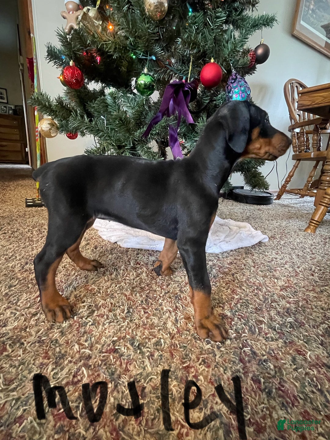 Doberman Pinscher dogs for sale: Motley - Ad 5