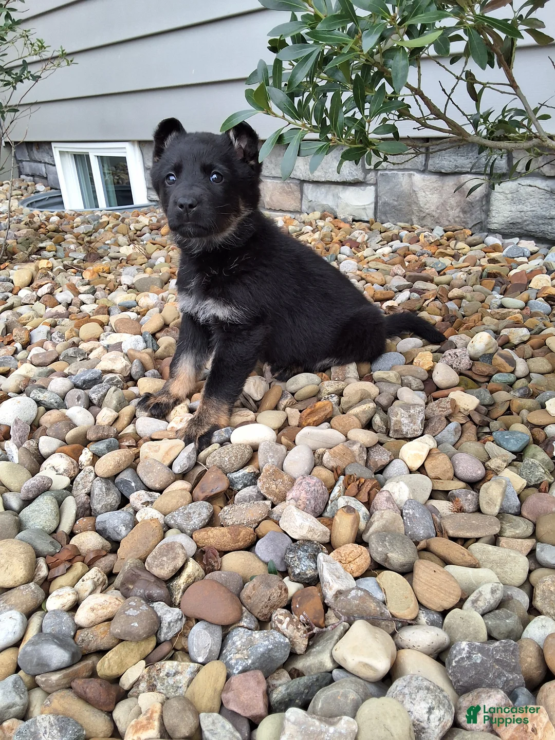 German Shepherd dogs for sale: Macie - Ad 2