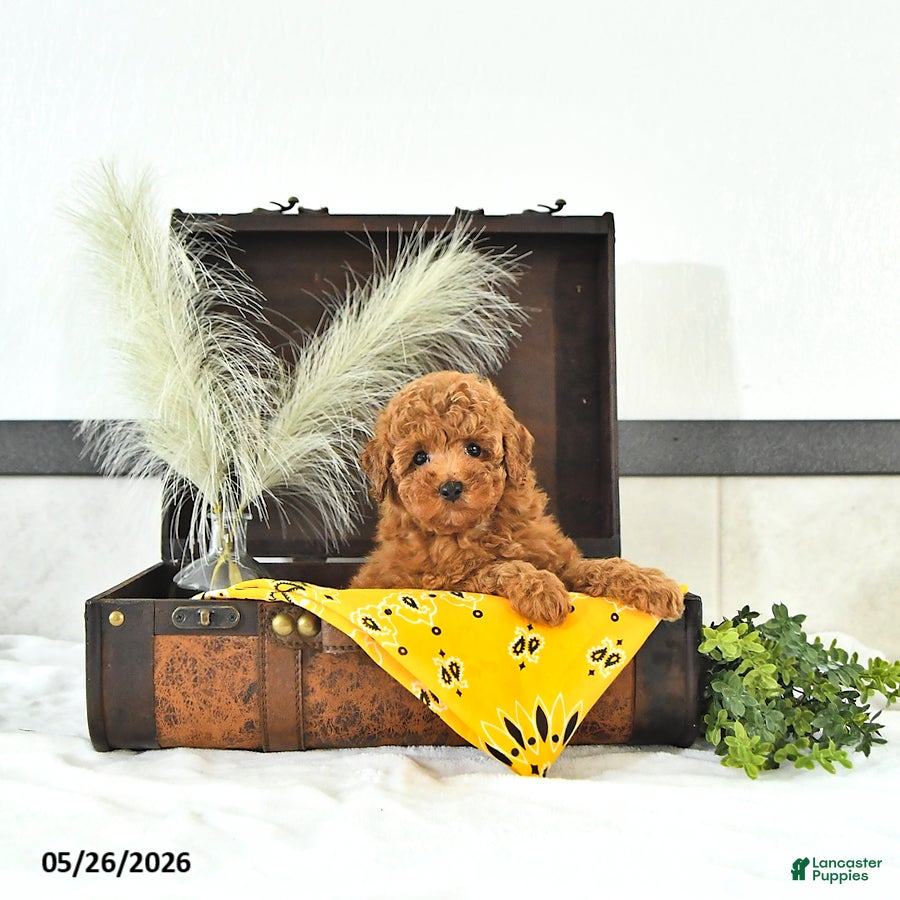 Toy Poodle dogs Terry  - Ad 2
