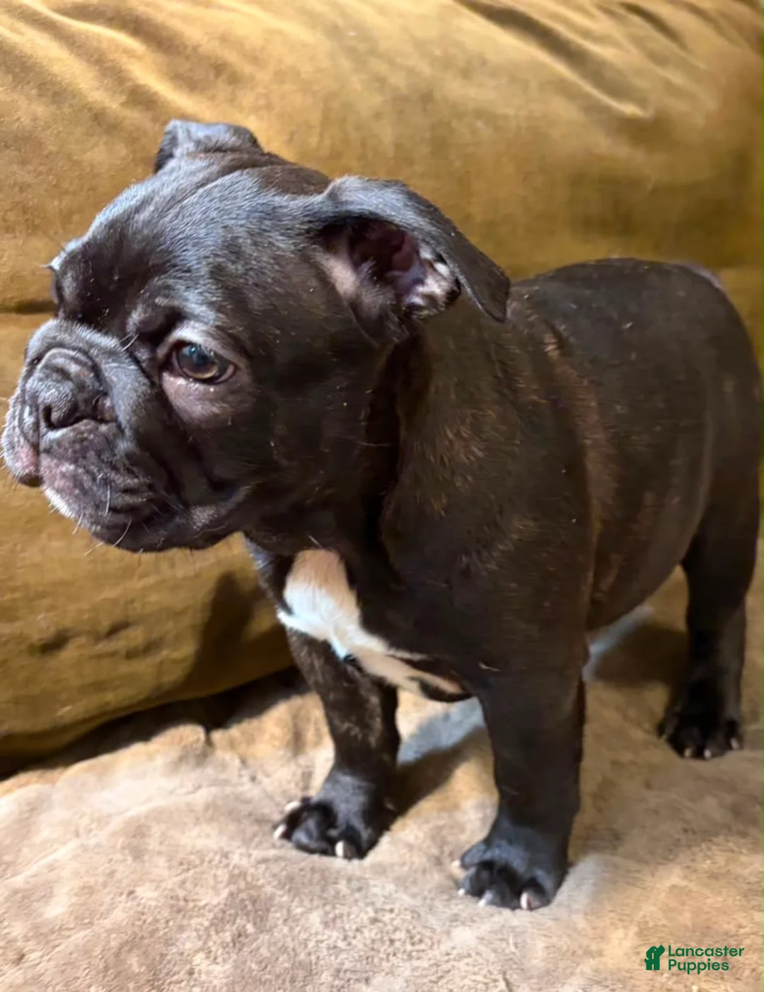 French Bulldog dogs for sale:  Mill - Ad 1