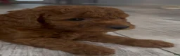 Goldendoodle dogs for sale: Goldendoodle 7 Sunny - Ad 3