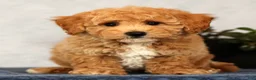 Bichpoo dogs for sale: Yoda - Ad 8