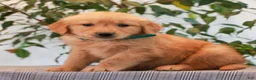 Golden Retriever dogs for sale: Phillip  - Ad 3