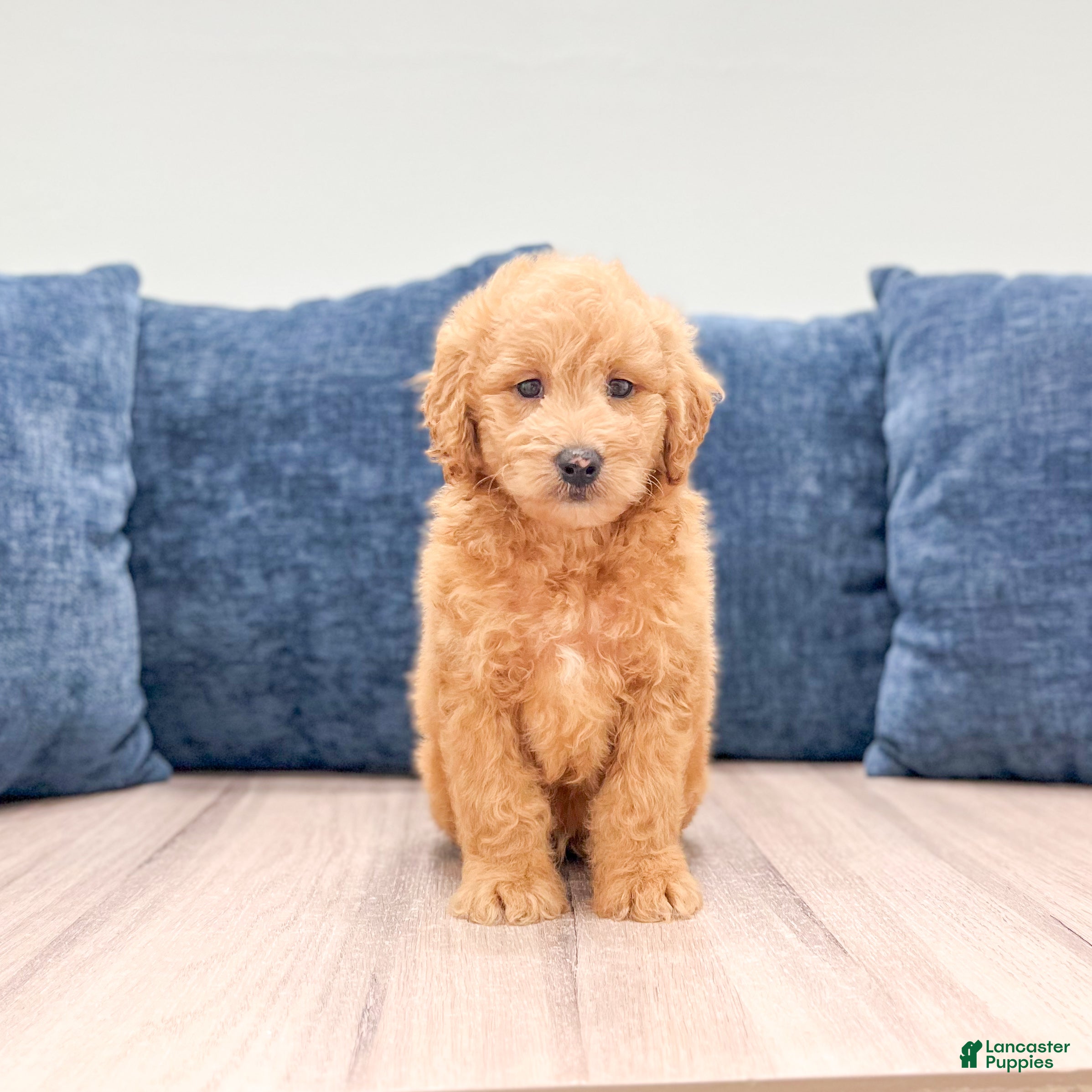 Miniature Labradoodle dogs Ozzie - Ad 1