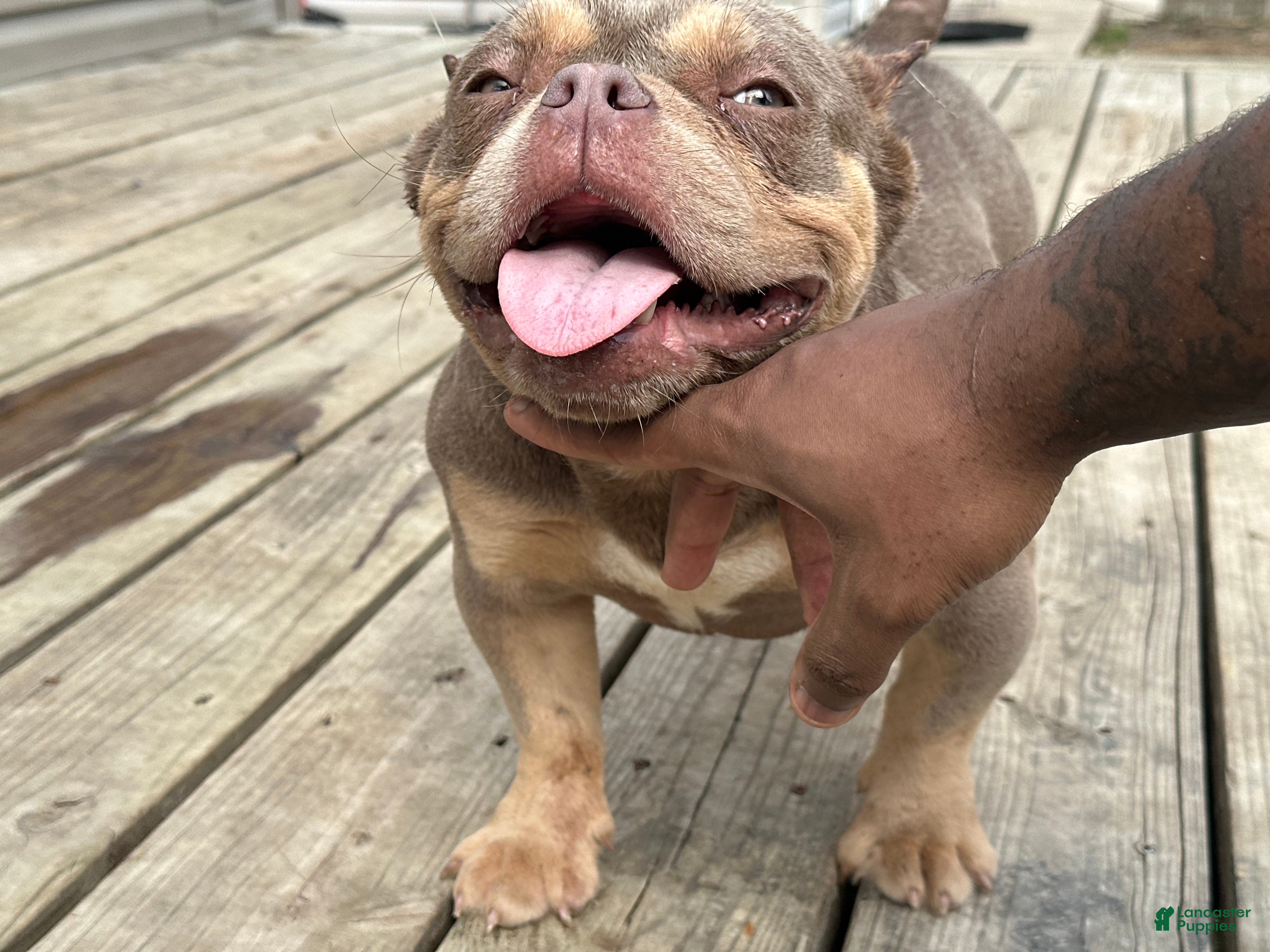 American Bully dogs Pinky - Ad 2