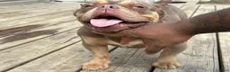 American Bully dogs for sale: Pinky - Ad 6