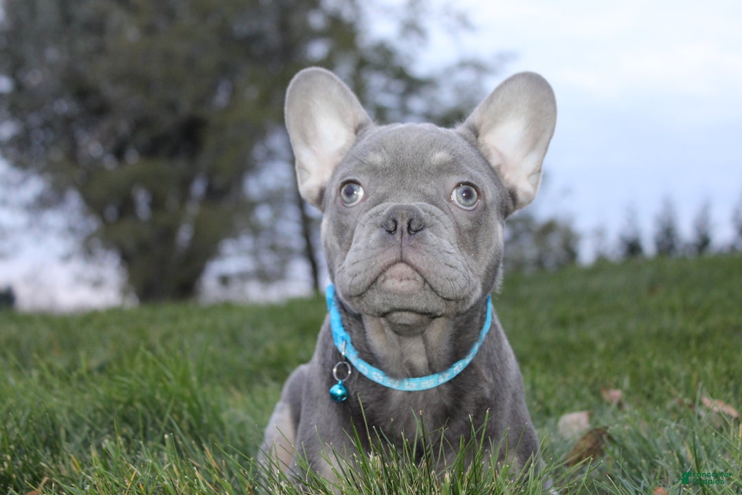 French Bulldog dogs for sale: AKC Jack - Ad 1