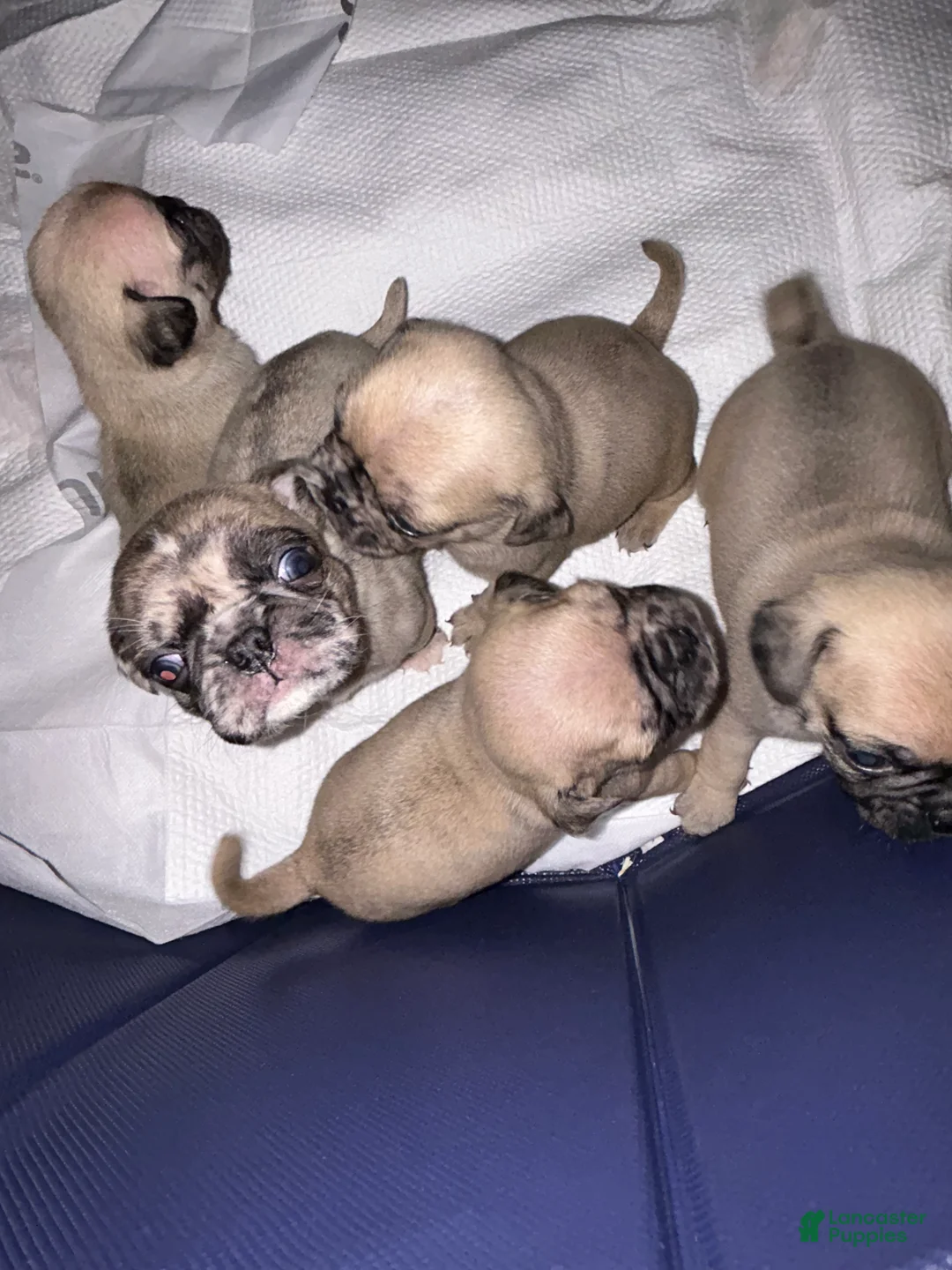 Pug dogs for sale: Pug Puppy 1 - Ad 2
