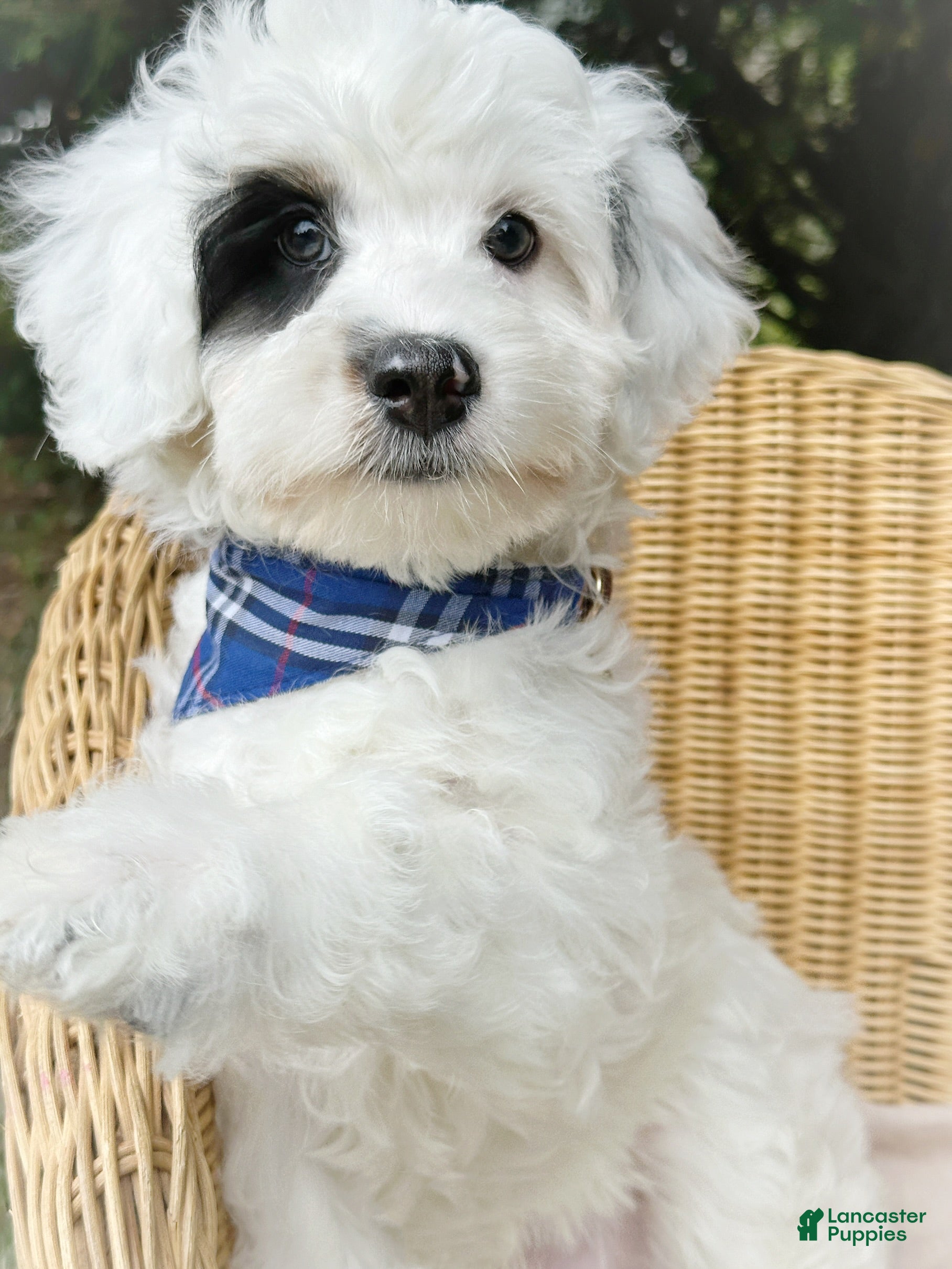 Mini Bernedoodle dogs 🛥️ 👨‍✈️ 🌊 SAILOR 🌊 👨‍✈️ 🛥️  - Ad 2