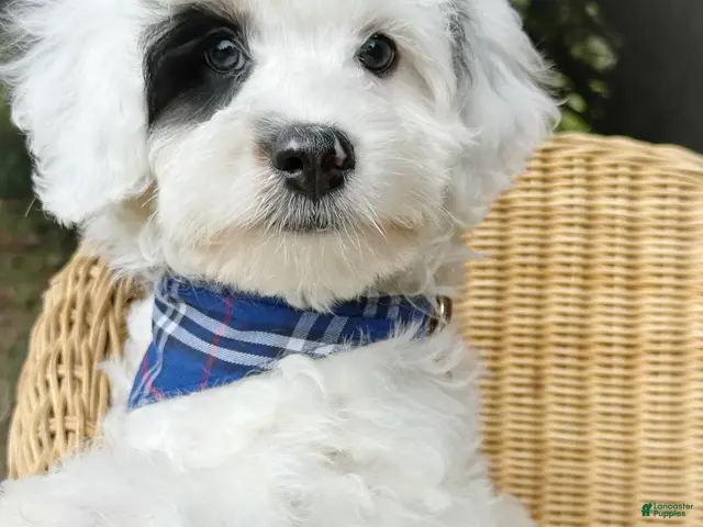 Mini Bernedoodle dogs for sale: SAILOR 👨✈️ TRAINED w OFA parents - Ad 2