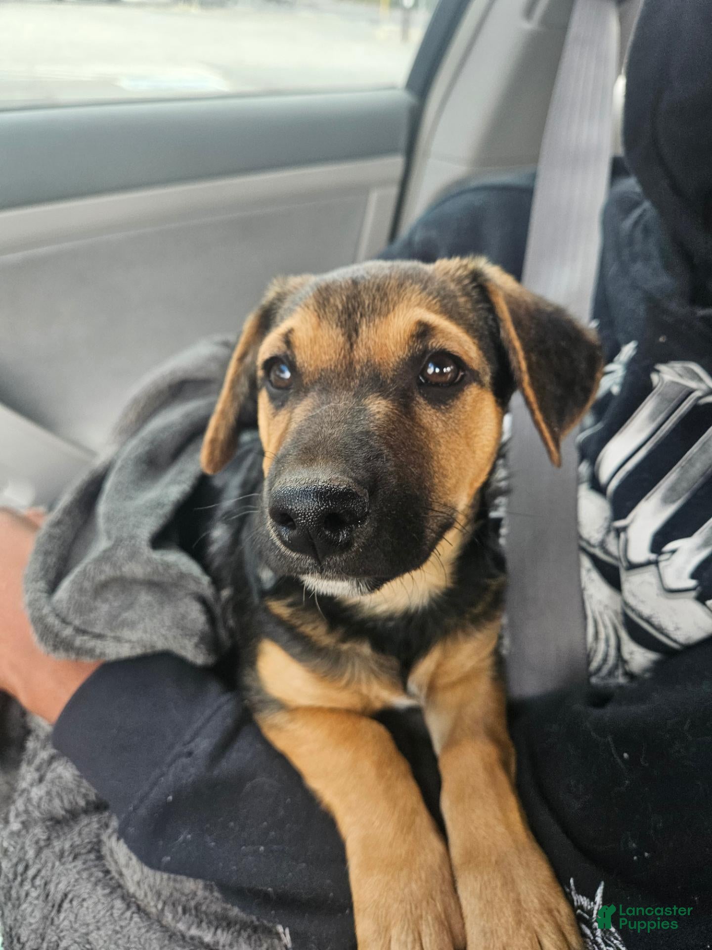 Mixed Breed dogs for sale: Mixed Breed 2 - Ad 32
