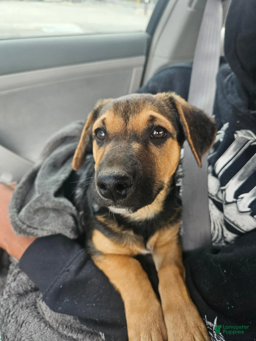 Mixed Breed dogs for sale: Mixed Breed 2 - Ad 1